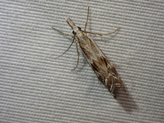 Catoptria oregonicus