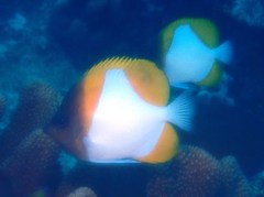 Hemitaurichthys polylepis