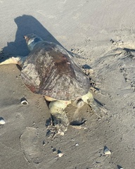 Lepidochelys olivacea