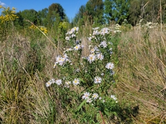 Symphyotrichum lanceolatum