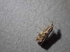 Catoptria oregonicus