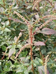 Amaranthus