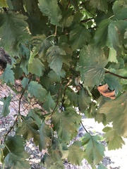 Crataegus mollis