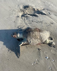 Lepidochelys olivacea