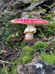 Amanita muscaria muscaria