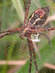 Argiope trifasciata