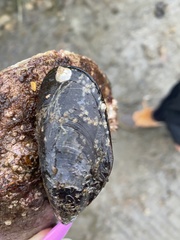 Mytilus edulis