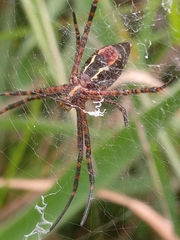 Argiope trifasciata