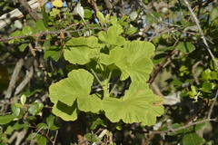 Pelargonium ribifolium