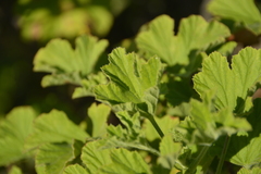 Pelargonium ribifolium
