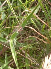 Argiope trifasciata
