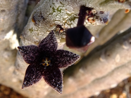 Ceropegia pruinosa