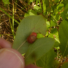 Euura pedunculi