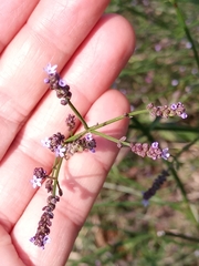 Verbenaceae