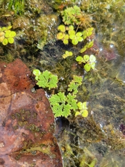 Azolla caroliniana