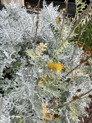 Jacobaea