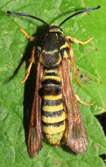 Pennisetia marginatum