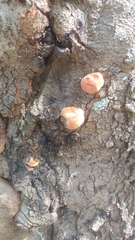Inonotus hispidus