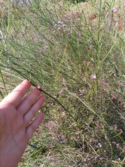Verbenaceae