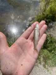 Pimephales notatus