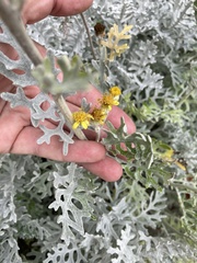 Jacobaea