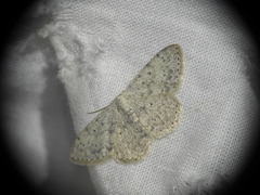 Scopula marginepunctata