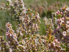 Erica setacea