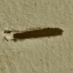 Tineola bisselliella