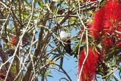 Chrysuronia versicolor