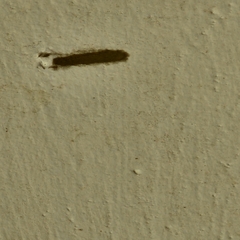 Tineola bisselliella