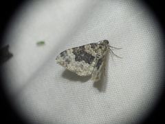 Epirrhoe galiata