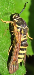 Pennisetia marginatum