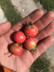 Crataegus mollis