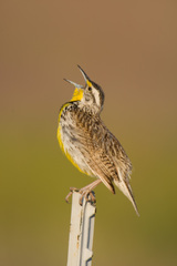 Western Meadowlark photo 4