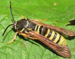 Pennisetia marginatum