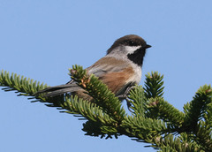 Poecile hudsonicus