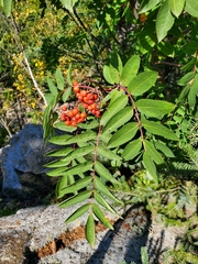 Sorbus decora