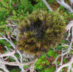 Plenogemma phyllantha