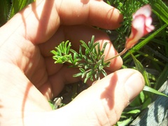 Oxalis tenuifolia