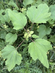 Xanthium orientale