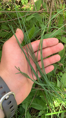 Allium vineale