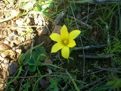 Iridaceae