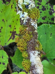 Orthotrichaceae