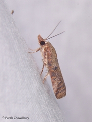 Lepidoptera