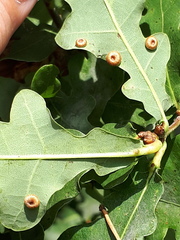 Neuroterus numismalis