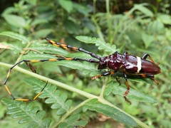 Trachyderes succinctus