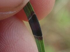 Asteromyia euthamiae
