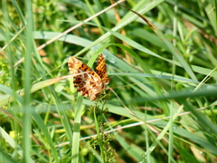 Boloria dia