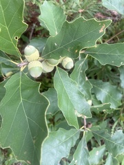 Quercus prinoides