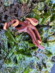 Henricia